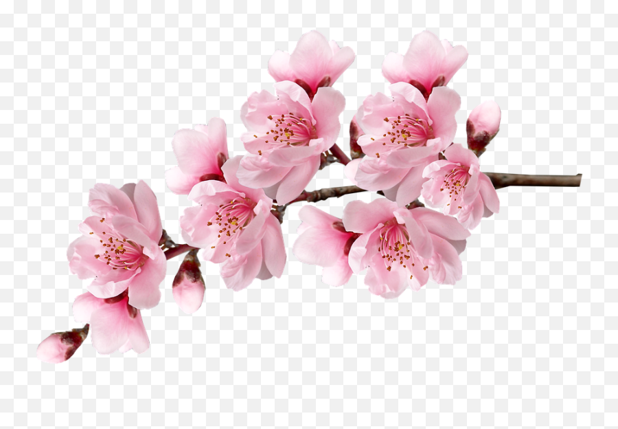 Free Photo Branch Bloom Pink Blossoms Flowers Cherry - Pink Blossoms Emoji,Cherry Blossom Petals Png