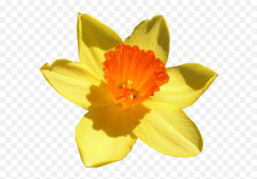 Daffodil Free Png Image - Daffodil Flower Emoji,Daffodil Clipart