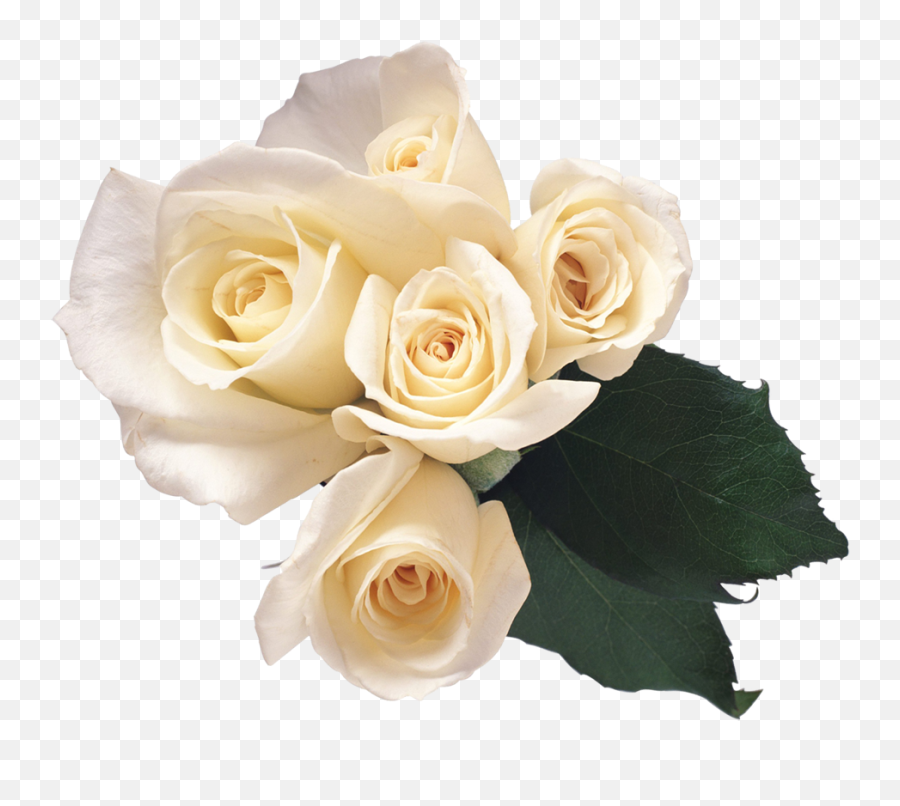 White Roses Png Image - Transparent Background White Roses Png Emoji,White Flowers Png