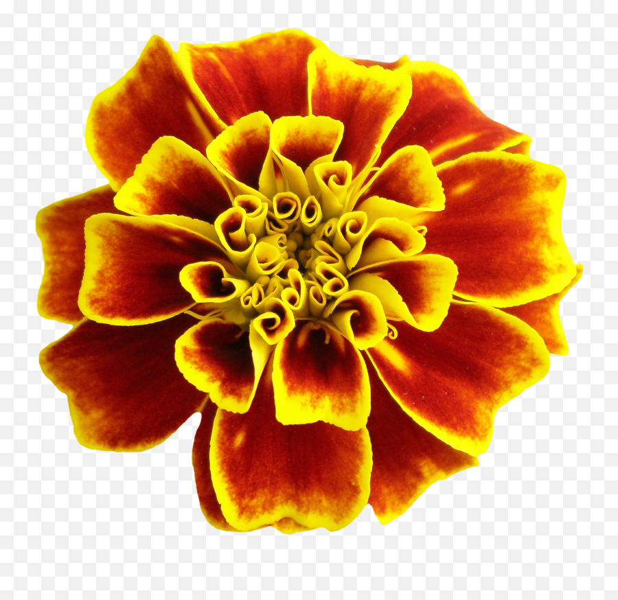 Flower Png Image - Purepng Free Transparent Cc0 Png Image Bright Flowers Png Emoji,Flowers Transparent