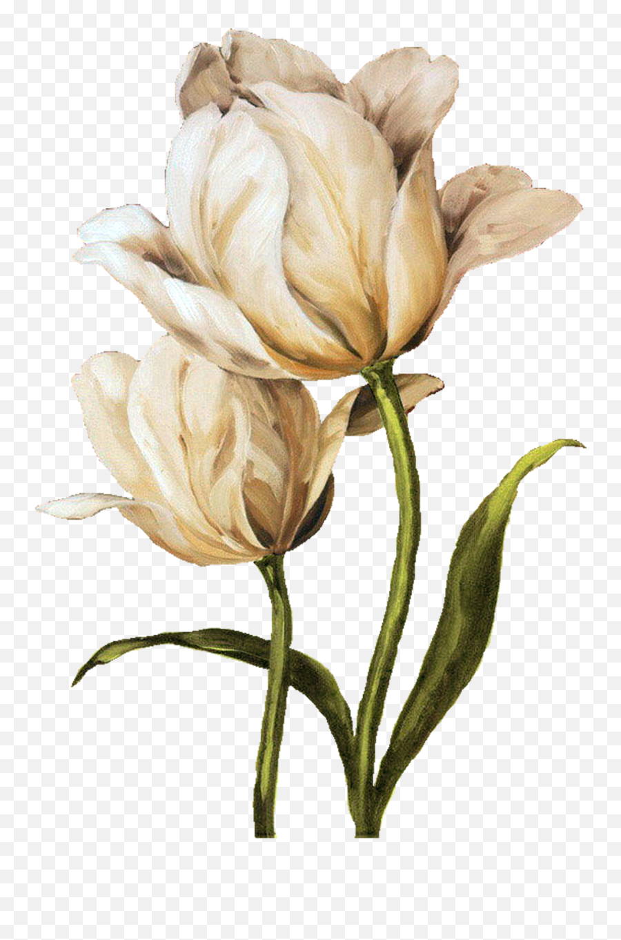Iris Flower Png - I Ekler Png Clipart Lisa Audit Young Emoji,Iris Flower Png