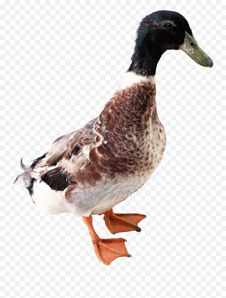 Duck Png Image - Duck Cut Out Free Emoji,Duck Png