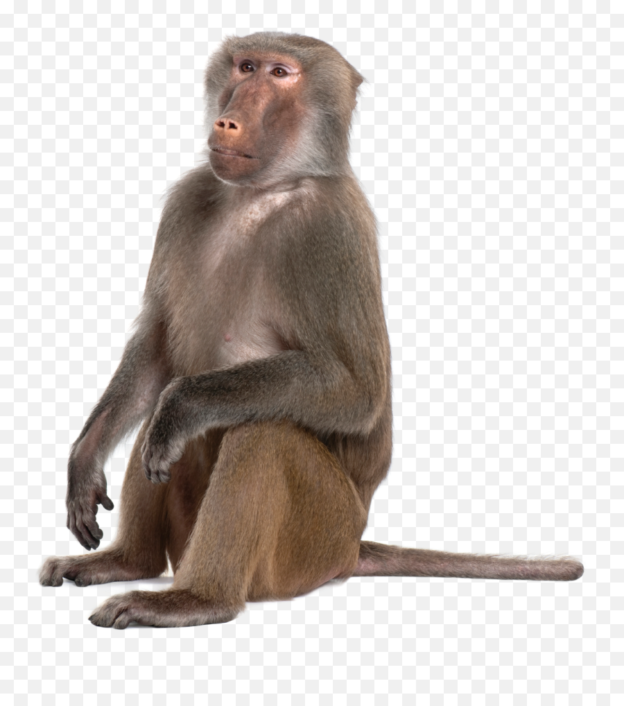 Free Transparent Monkey Png Download - Transparent Baboon Png Emoji,Monkey Png