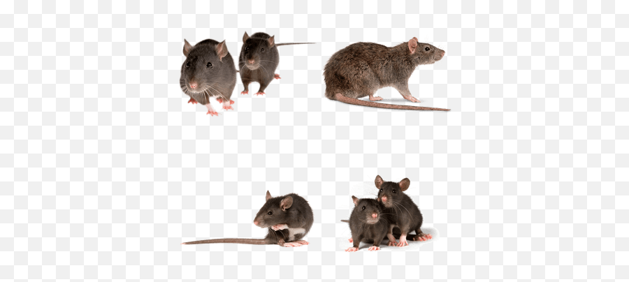 Rats Transparent Png Images - Stickpng Mice Transparent Png Emoji,Rat Transparent Background