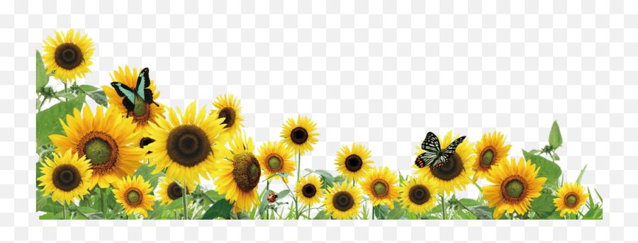 Sunflower Lanyard Program For Hidden Disability Awareness - High Resolution Sunflower Borders Emoji,Transparent Sunflowers