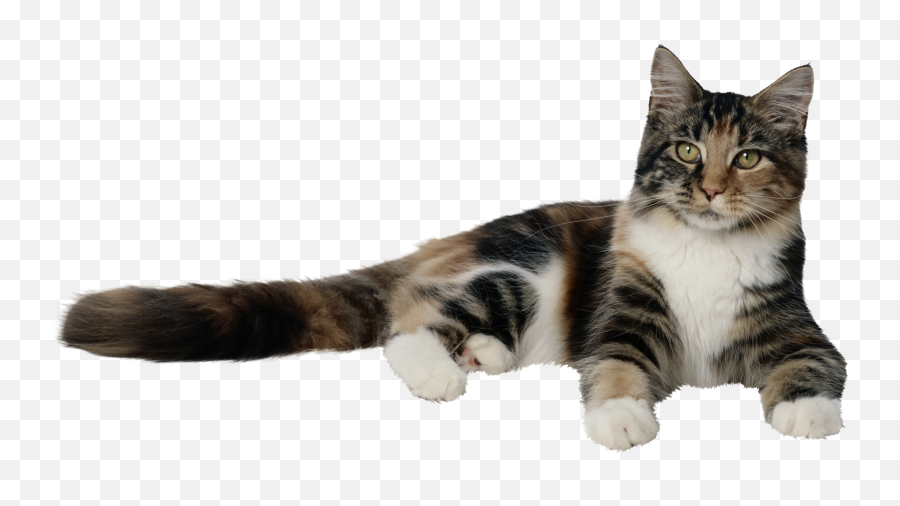 Uploads Cat Cat Png50435 - Png Press Transparent Png Free Emoji,Fondos Png