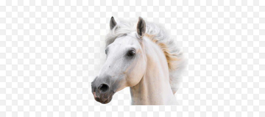 Download Hd Champús Para Caballos - Stretched Canvas Print Emoji,White Horse Png