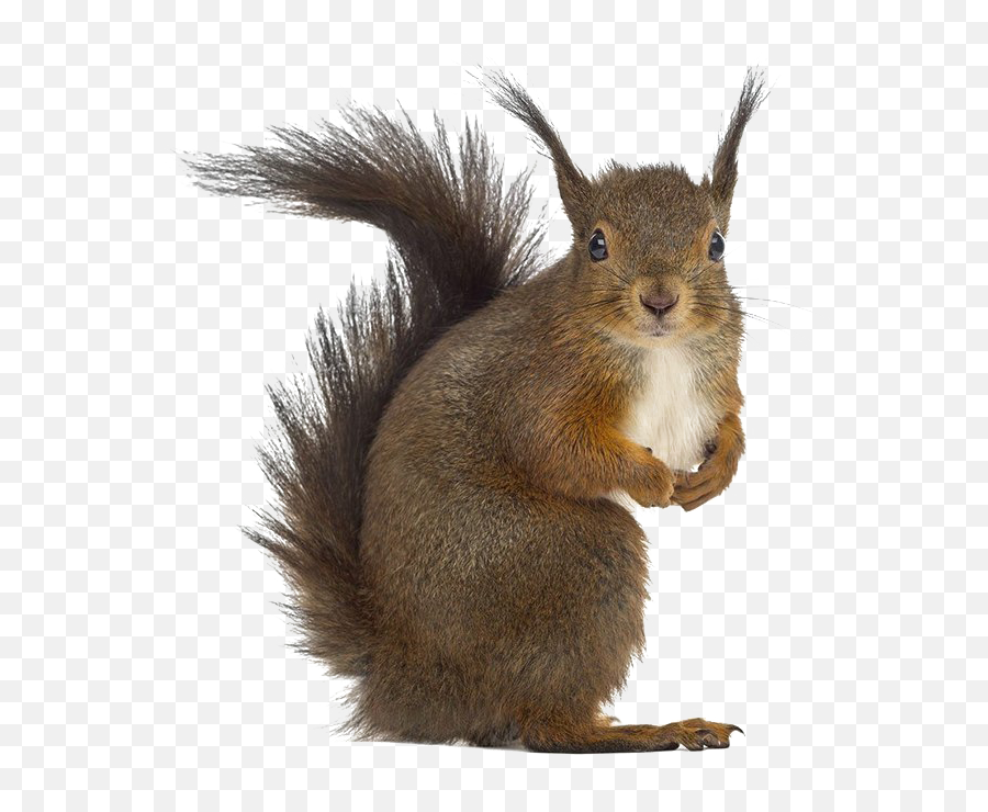 Squirrel Png Free Download - Squirrel Png Free Emoji,Squirrel Png