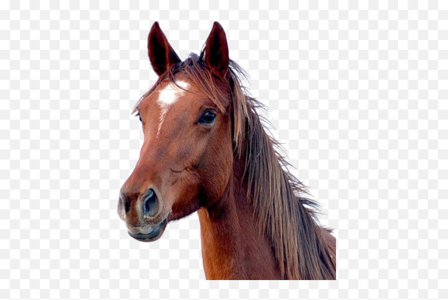 Horse Png Images - Horse Png Emoji,Horse Png