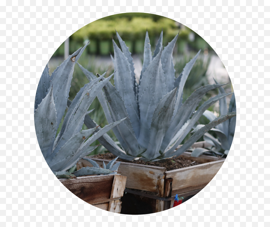 Swn - Agave Southwest Nursery Wholesale Landscaping Agave Tequilana Emoji,Agave Png