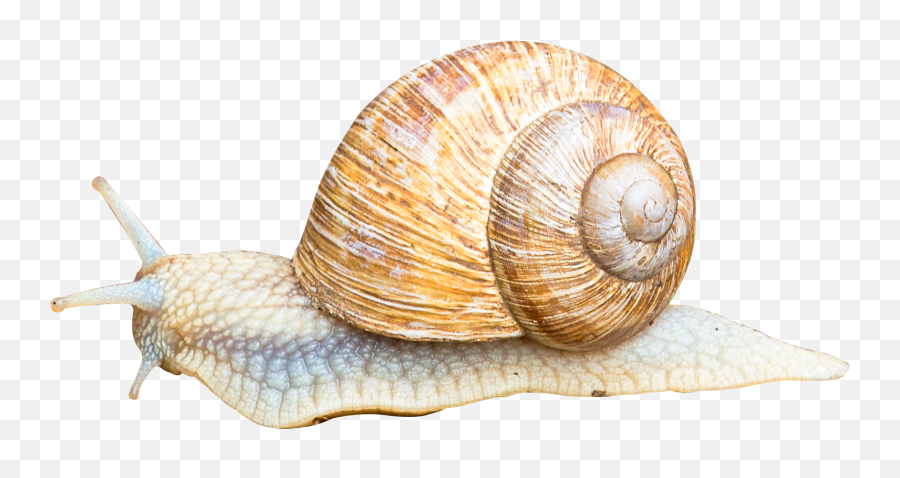 Download Snail Png Image For Free - Mollusca Png Emoji,Snail Png