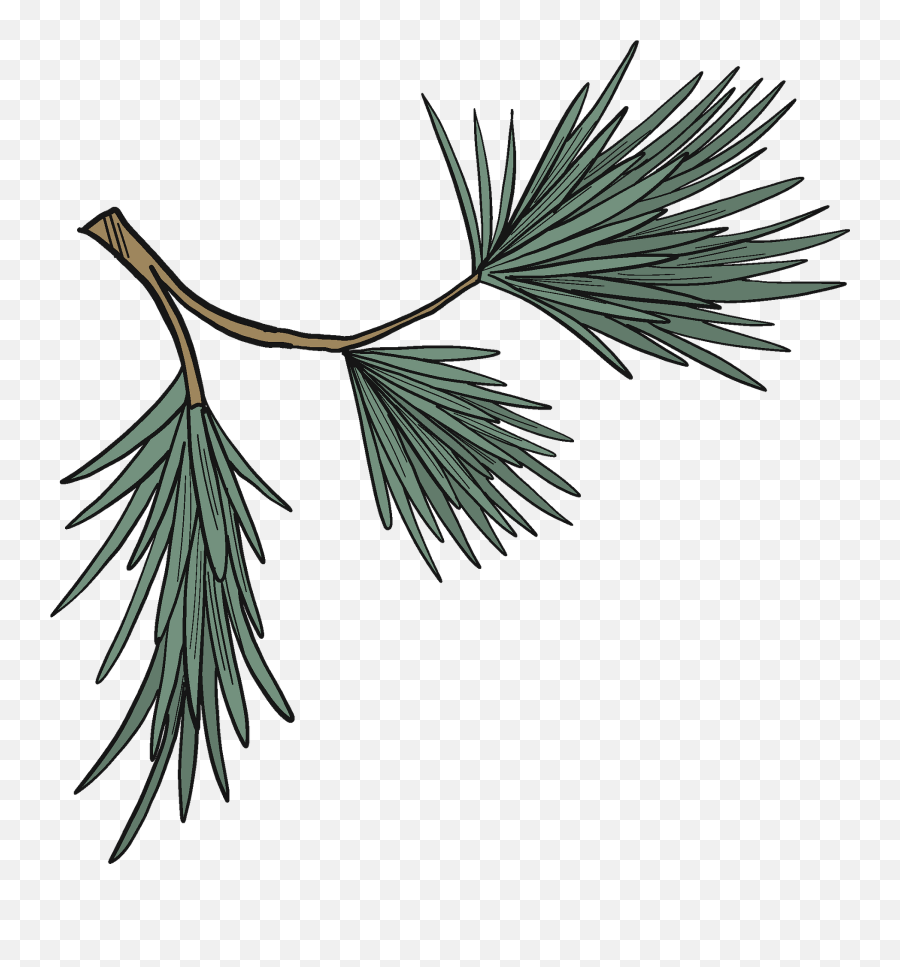 Evergreen Tree Branch Clipart Free Download Transparent Emoji,Tree Branches Clipart