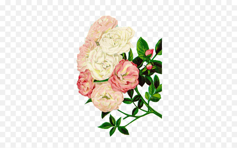 1 Free Roses Clipart U0026 Floral Clipart Photos Emoji,Rose Flower Clipart
