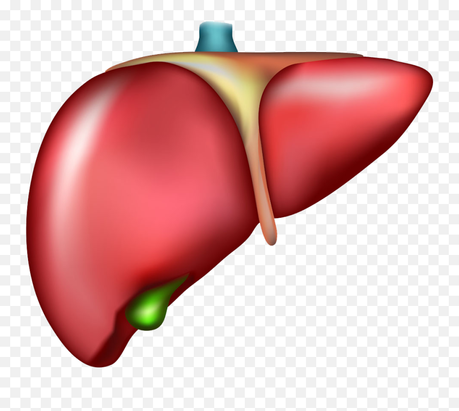 Liver Clipart Cirrhosis Picture - Liver Clipart Emoji,Liver Clipart