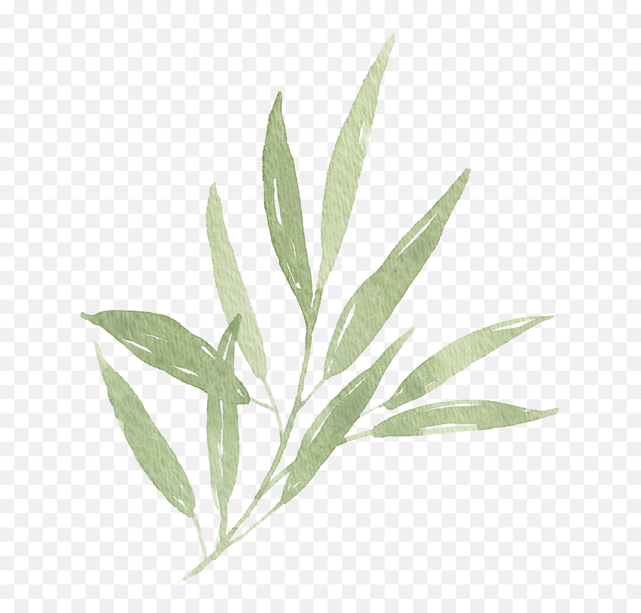 Watercolor Leaf Branch 01 - Watercolor Leaves Png Watercolor Olive Leaf Png Emoji,Transparent Leaves