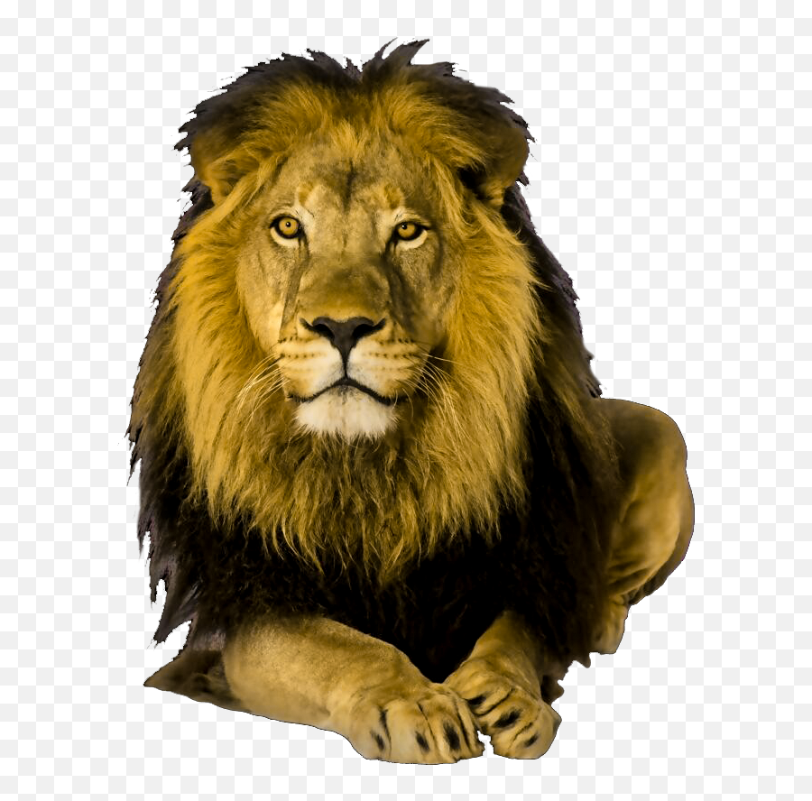 Animals Clipart Pngcartoon Animals Pngcute Animal - Netley Lion Png Emoji,Animals Clipart