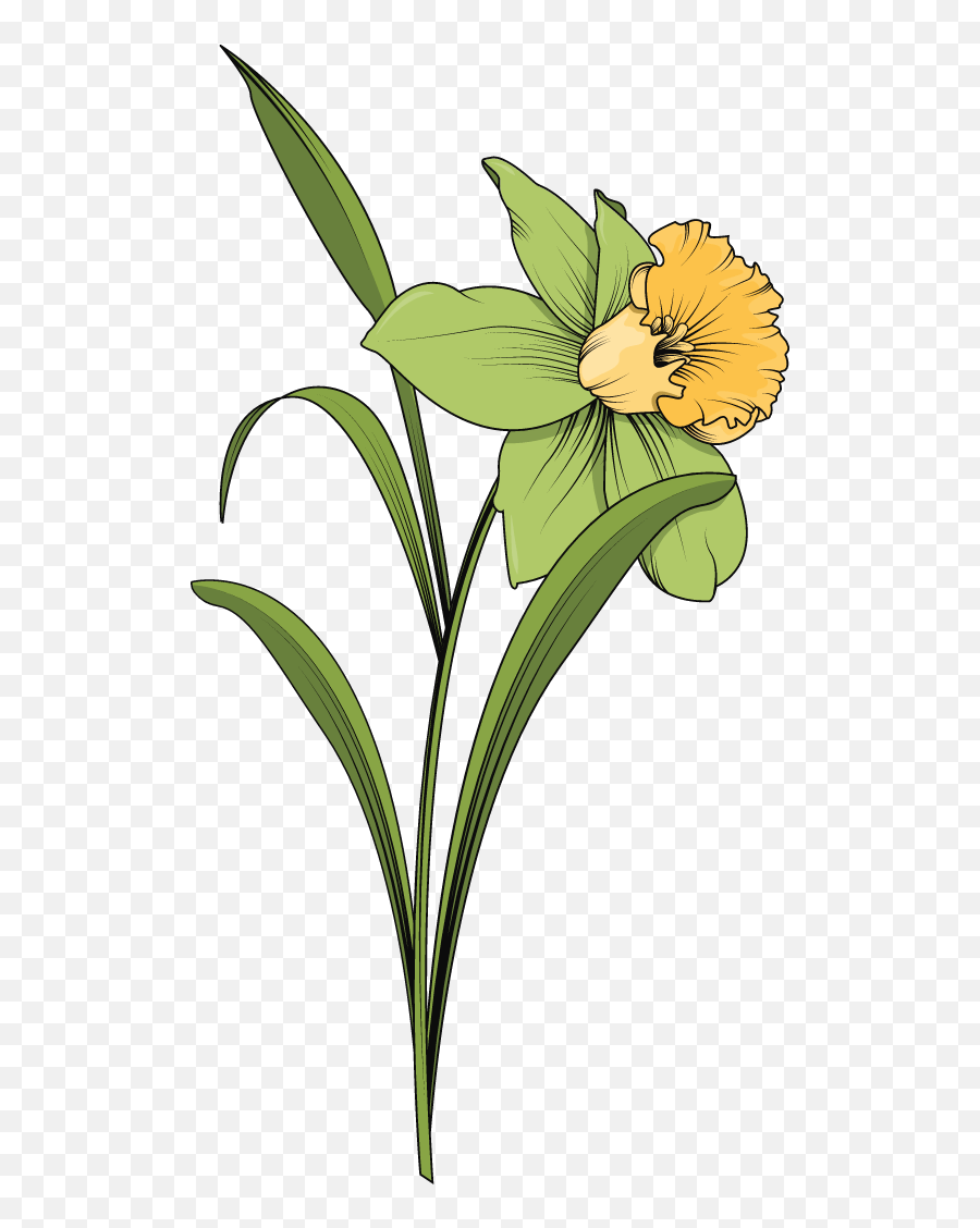 Daffodil Stem Graphic - Sunflowers Emoji,Daffodil Clipart