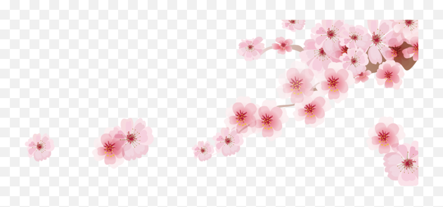 Download Cherry Blossom Png - Japanese Cherry Blossom Cherry Blossom Pink Flower Cartoon Emoji,Cherry Blossom Transparent Background