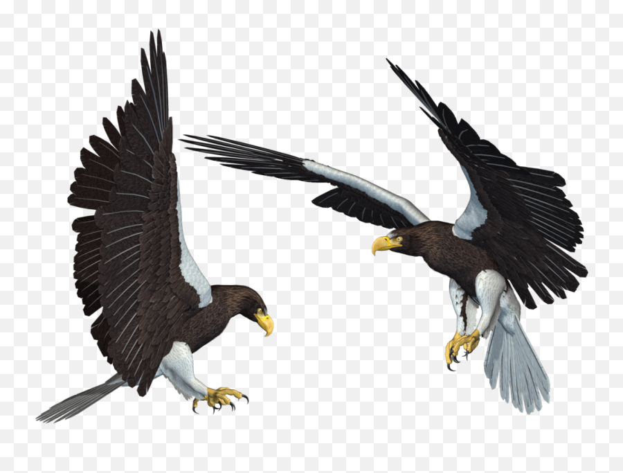 Free Bald Eagle Png Transparent Picture - 3d Eagle Logo Png Emoji,Bald Eagle Png