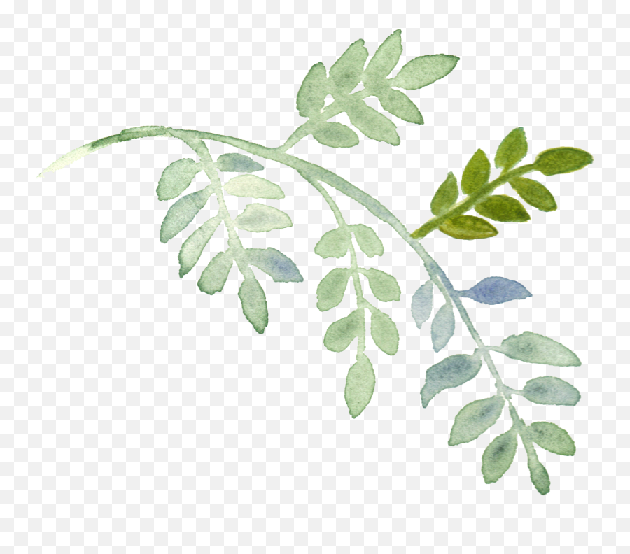 Download Watercolor Plant Painting Leaves Hand - Painted Plant Painting Png Emoji,Watercolor Leaves Png