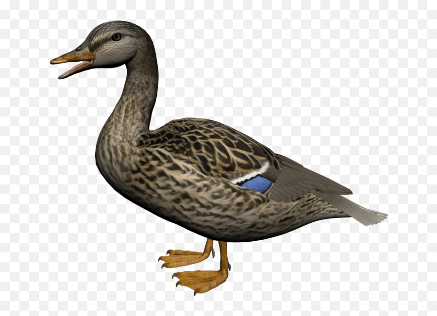 Download Hd Duck Png - Female Duck Png Emoji,Duck Png