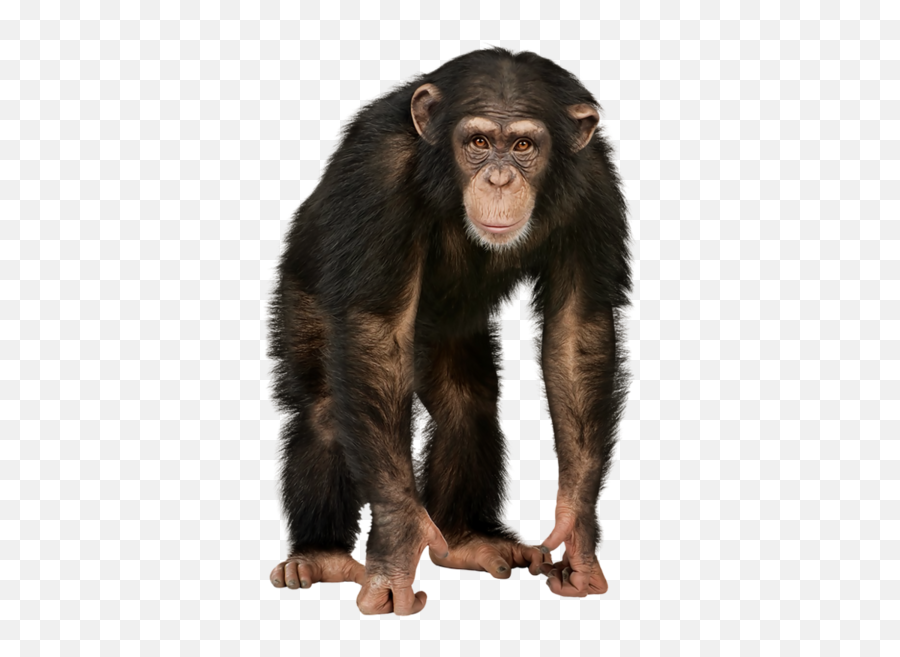 Monkey - Monkey Png Emoji,Monkey Png