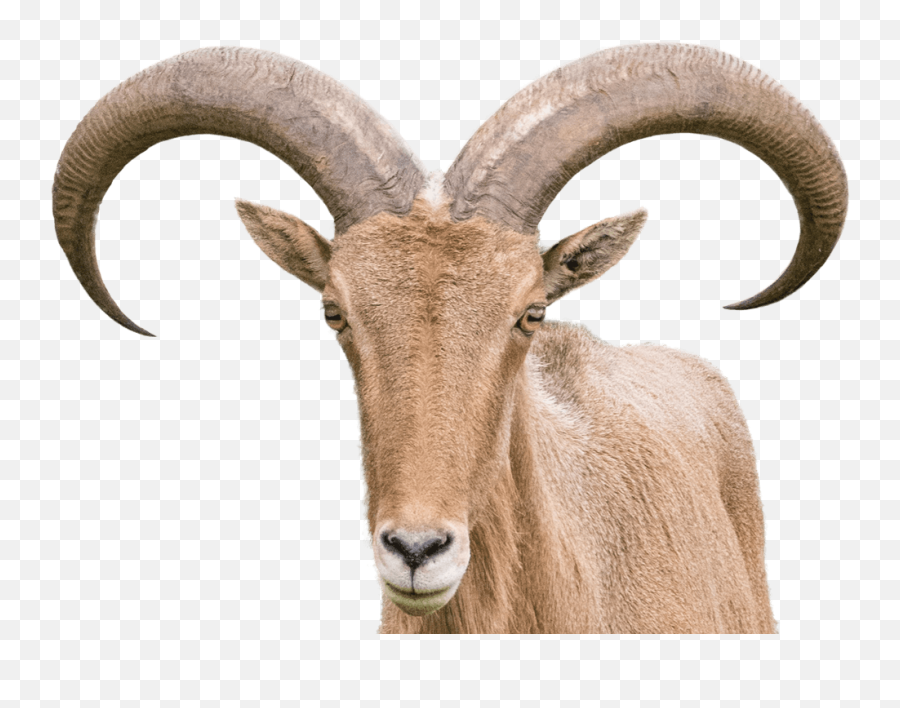Barbary Sheep National Zoo U0026 Aquarium - Sheep With Horns Png Emoji,Goat Png