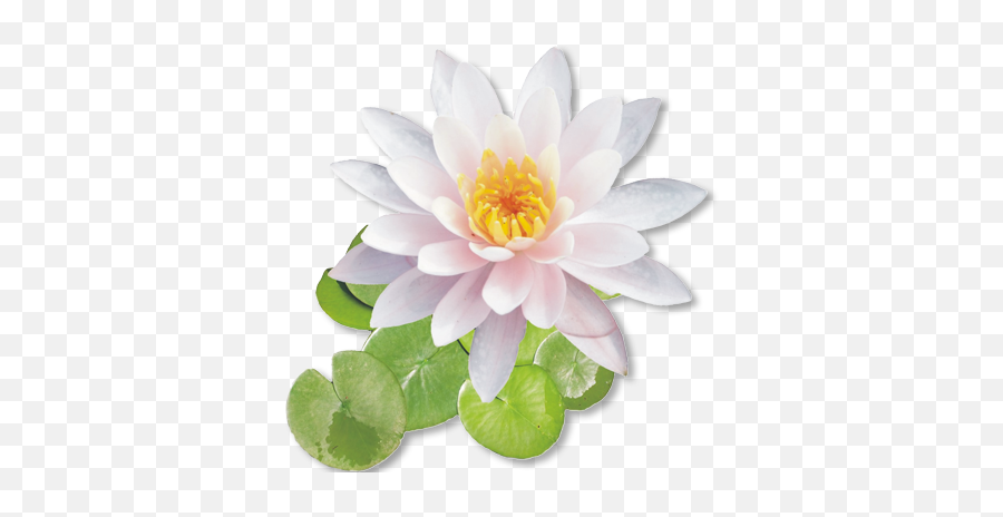 White Lotus Flower Png - White Lotus Images Png Emoji,Lotus Flower Png