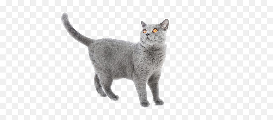 Cat Png Images Transparent Background Png Play - Transparent British Shorthair Png Emoji,Black Cat Transparent