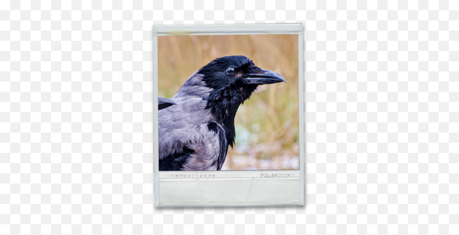 Crow Hunting Gear - Buy The Best Luckyhuntercom Emoji,Crow Transparent Background