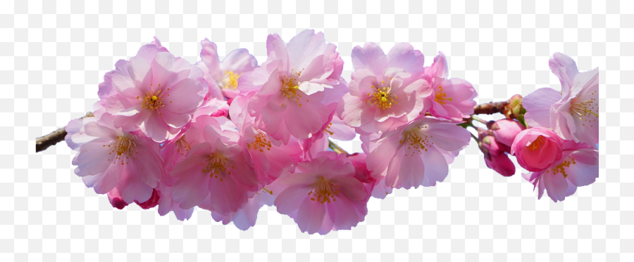 Pink Flowers Desktop Wallpaper - Cherry Blossoms Flower Png Transparent Background Spring Flowers Png Emoji,Flowers Png