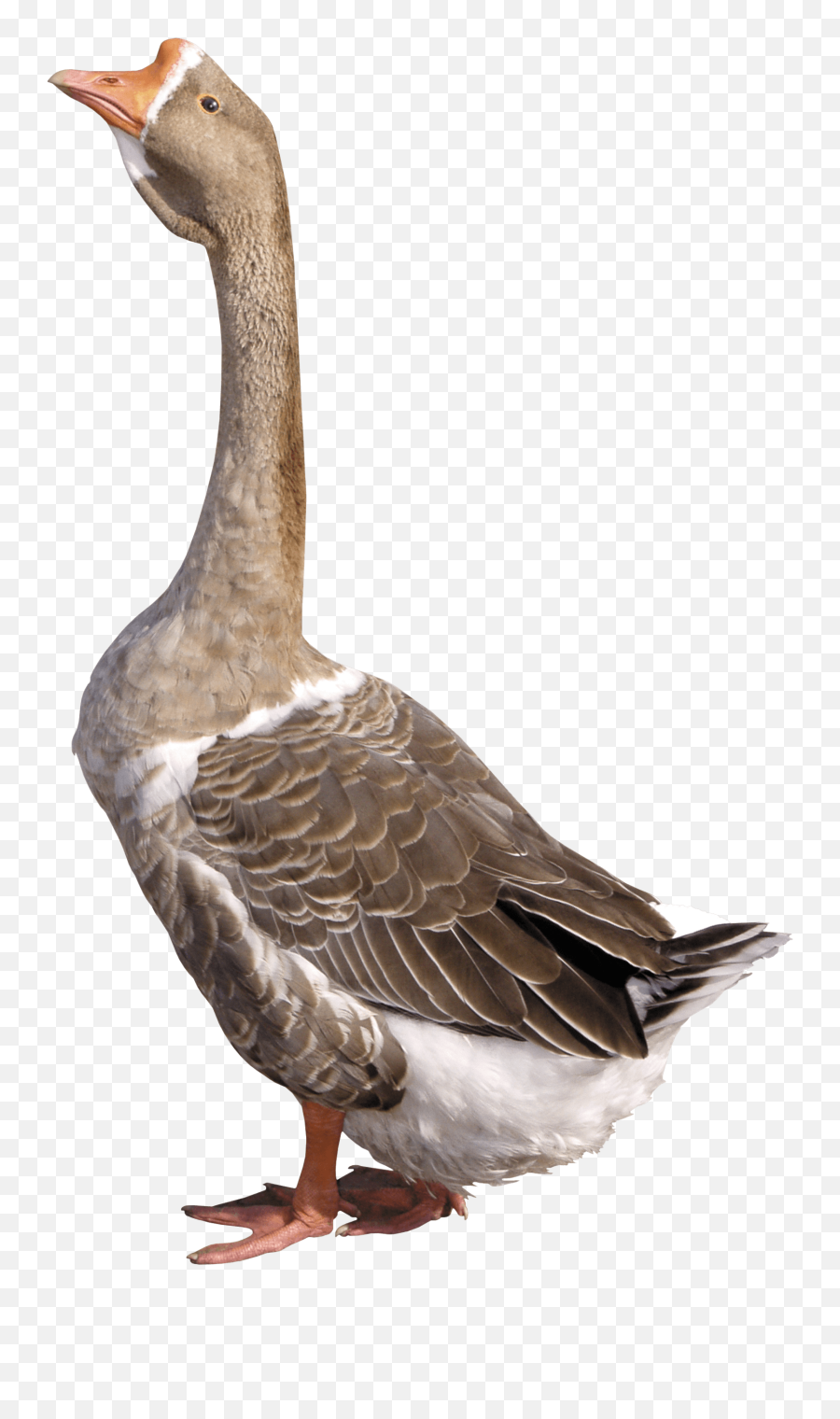 Brown Small Duck Png - Goose Png Emoji,Duck Png