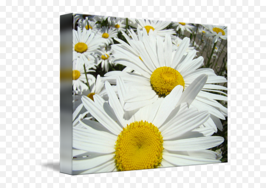 Daisies Floral Art Prints White Daisy Flowers By Baslee Emoji,White Daisy Png