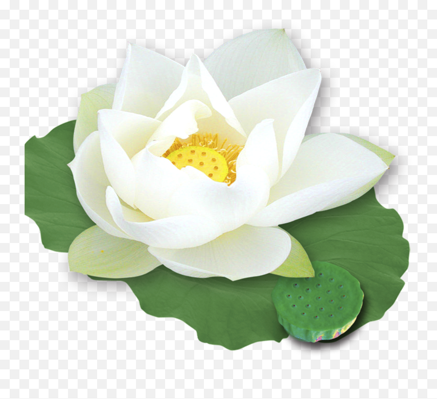 White Lotus Flower Png Transparent Png - Transparent White Lotus Flower Png Emoji,Lotus Flower Png
