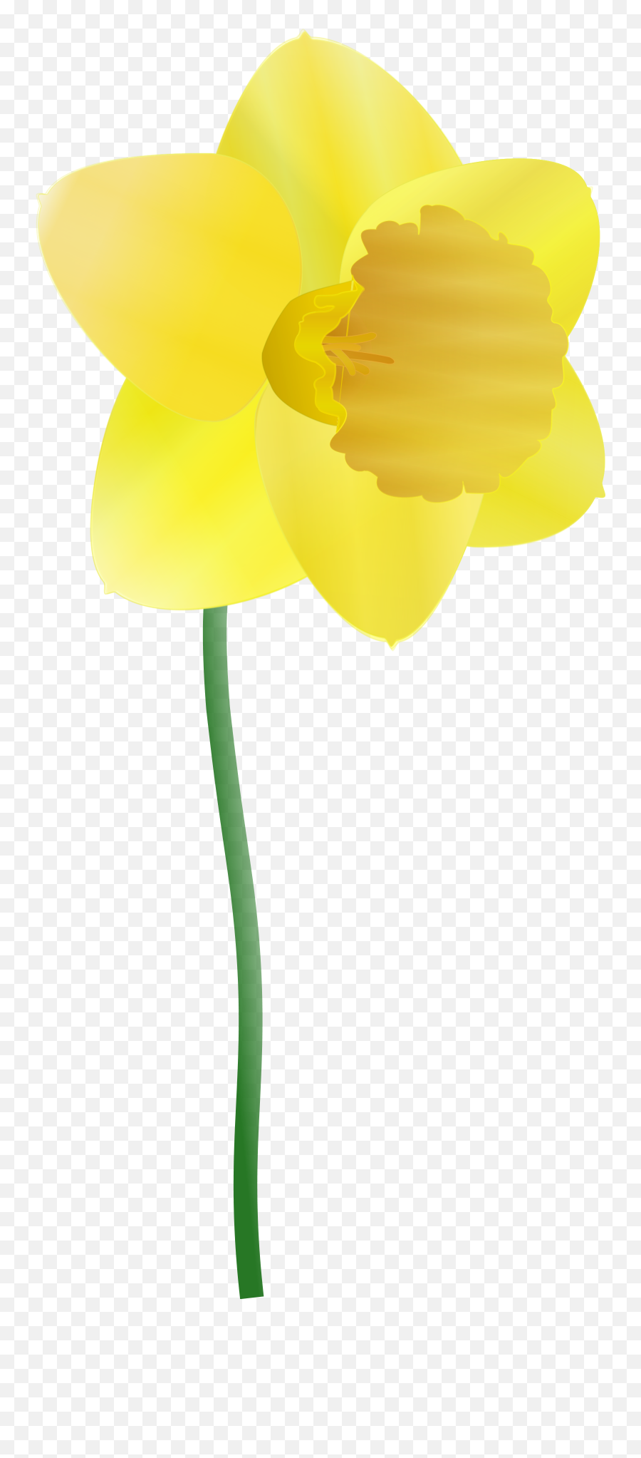 Daffodil Picture - Daffodil Animated Emoji,Daffodil Clipart