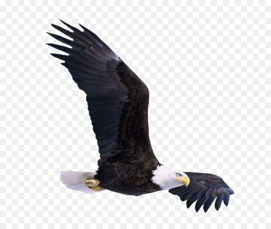 Bald Eagle Png Hd Quality - Bird Png For Picsart Emoji,Bald Eagle Png