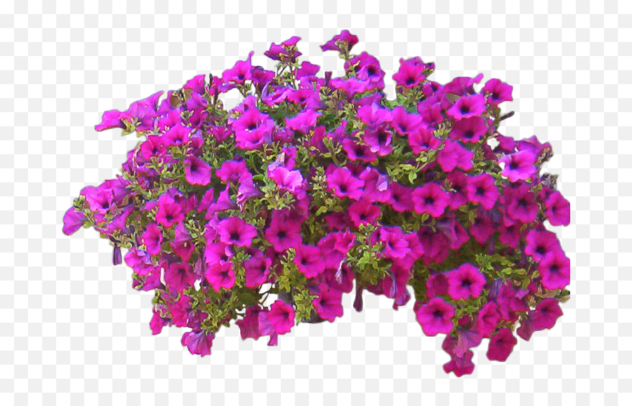 Pink Petunias Flowers Png Pink Petunias Flowers Png - Flower Bush No Background Emoji,Flowers Png
