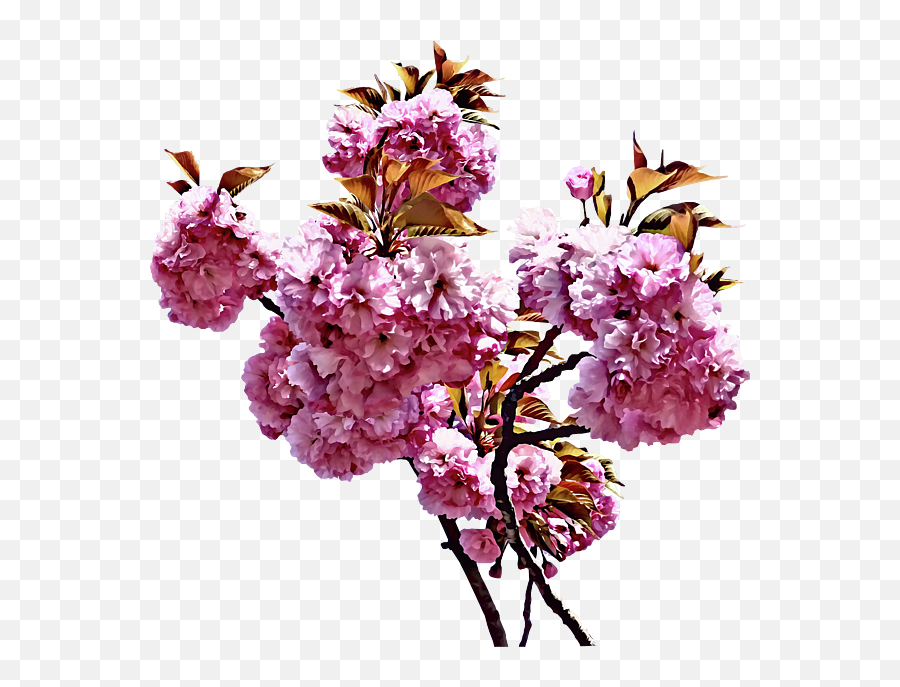 Double Cherry Blossom Branches Greeting Card For Sale By Emoji,Cherry Blossom Branch Png