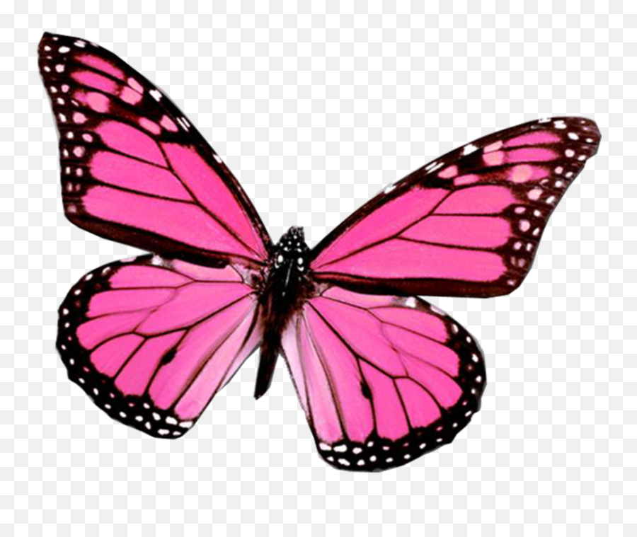 Aesthetic Vsco Butterfly Background - Largest Wallpaper Portal Emoji,Pink Butterfly Png