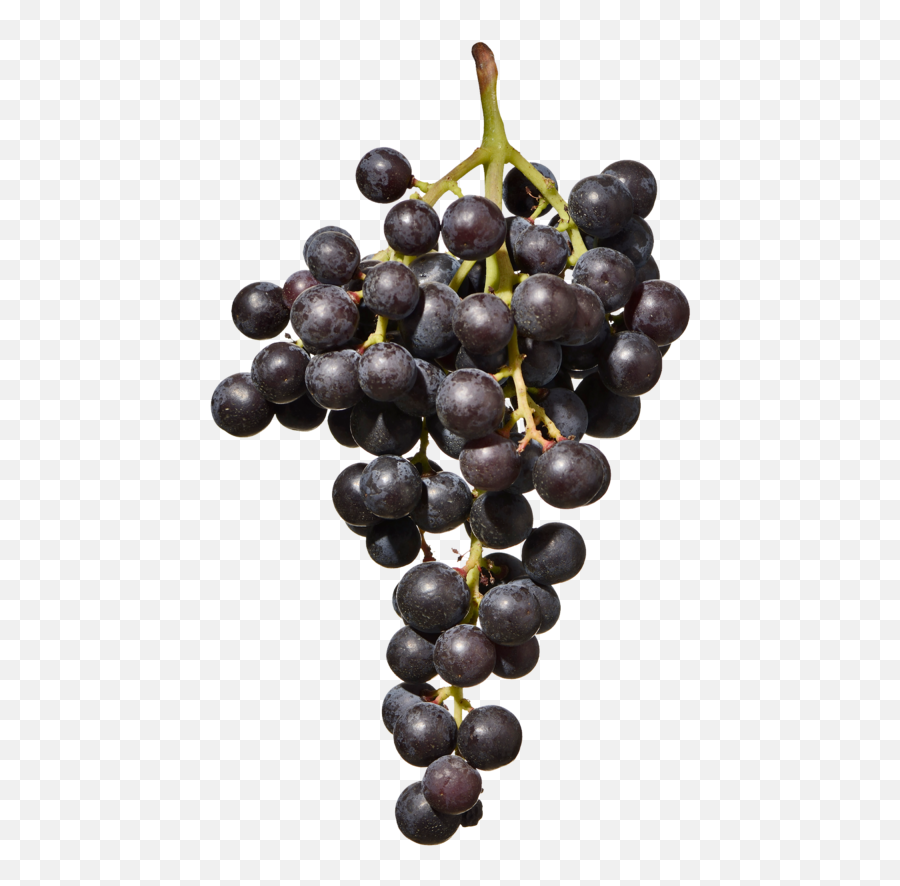 Red Muscat - Alto Adige Wine Emoji,Grapes Transparent Background