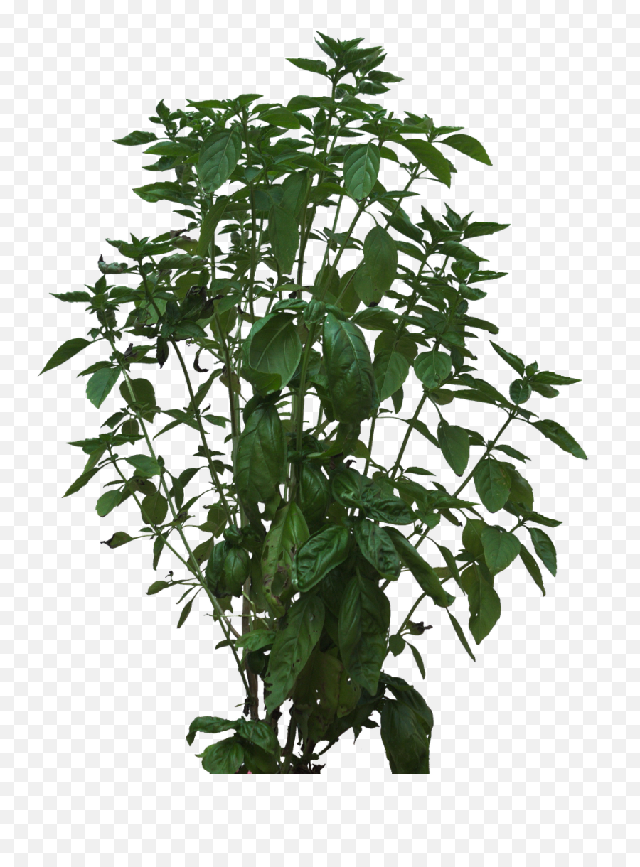 Bush Texture Plant Foliage Png - Plant Emoji,Shrub Png