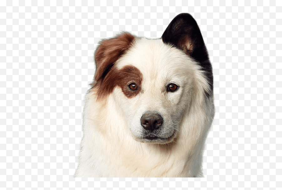 Stan - Dog Head High Transparent Background Emoji,Dog Head Png