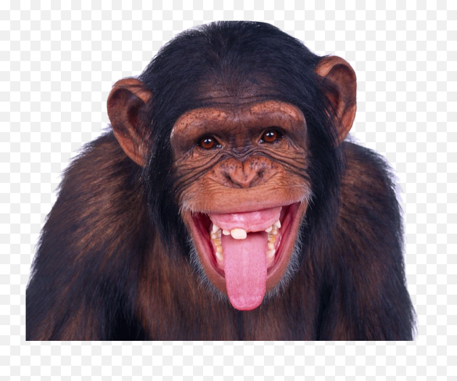 Monkey Png Image - Monkey Png Emoji,Monkey Png