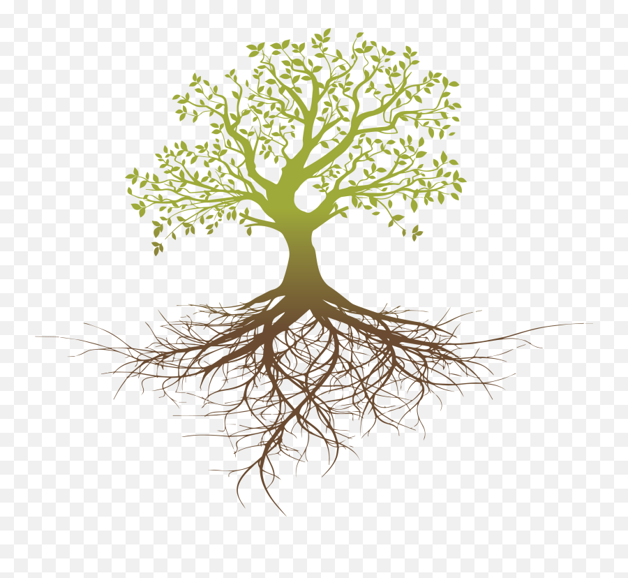 Root System Tree Oak - Tree With Root Transparent Background Emoji,Roots Png