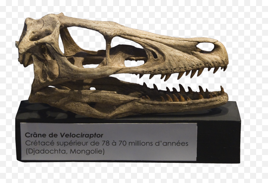 Velociraptor Skull Crâne - Raptor Skull Png Emoji,Velociraptor Png