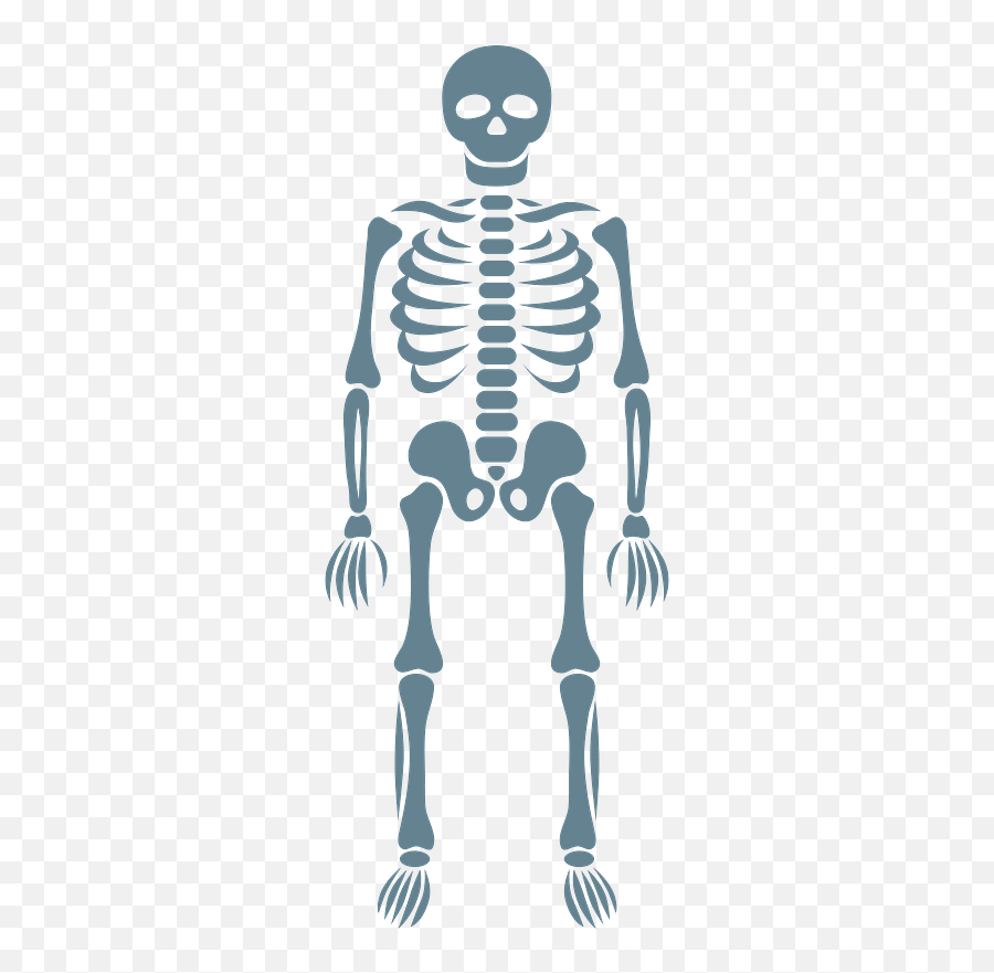 Skeleton Clipart - Full Body Skeleton Clipart Free Emoji,Skeliton Clipart