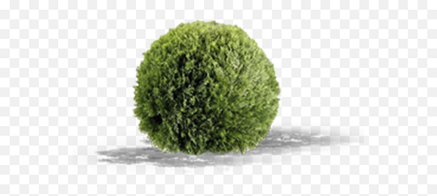 Shrub Top View Png - View In My Picture Round Pine Bush Artificial Cedar Trees Emoji,Fortnite Bush Png