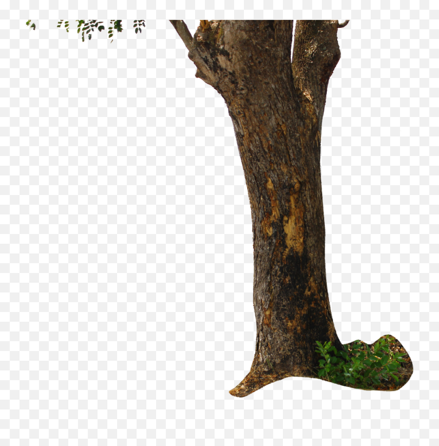 Tree Trunk Png Tree Wood Clipart Images Free Download - Picsart Tree For Editing Emoji,Tree Png