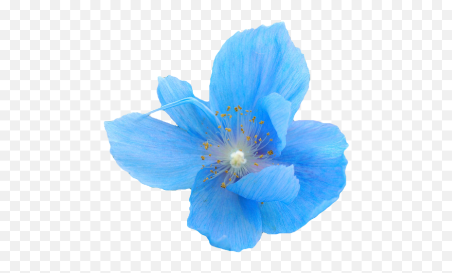 Download Hd Flower Png Tumblr Flowers - Blue Flower Aesthetic Blue Flower Transparent Background Emoji,Flowers Transparent