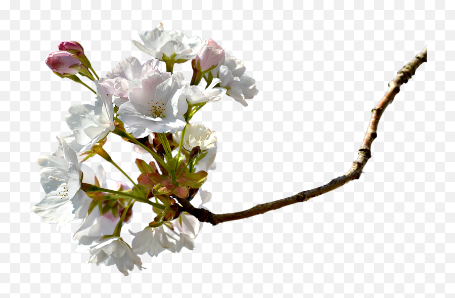 Free Photo Branch Cherry Tree Cherry Blossom Cherry Branche Emoji,Cherry Blossom Branch Png